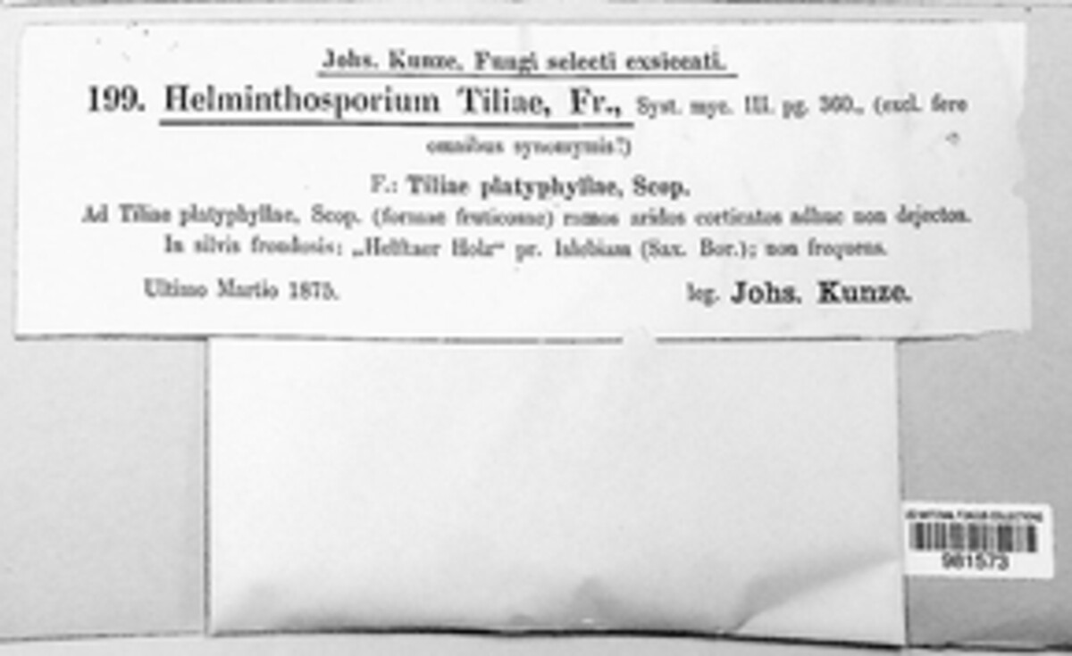 Exosporium tiliae image